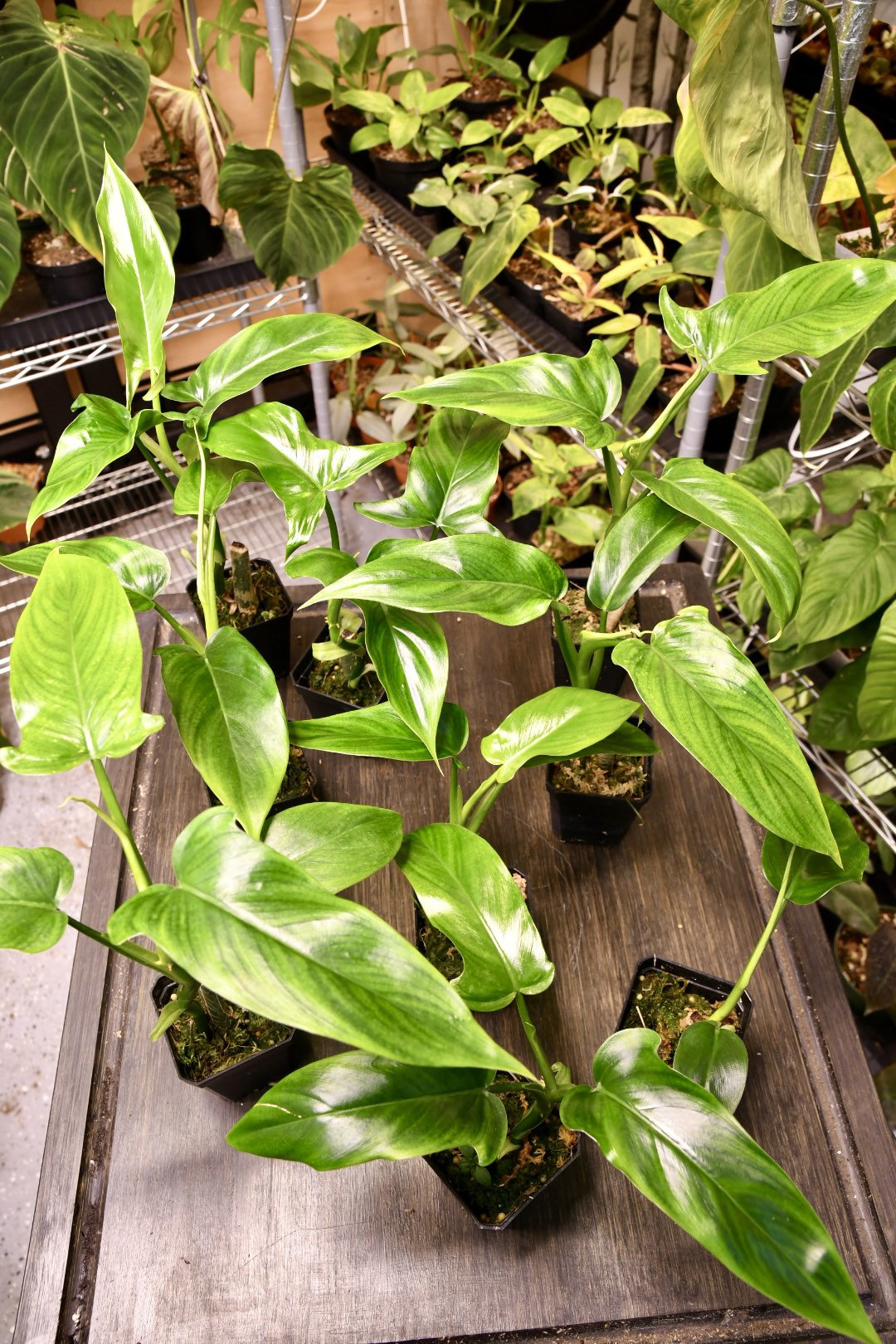 Philodendron Tripartitum