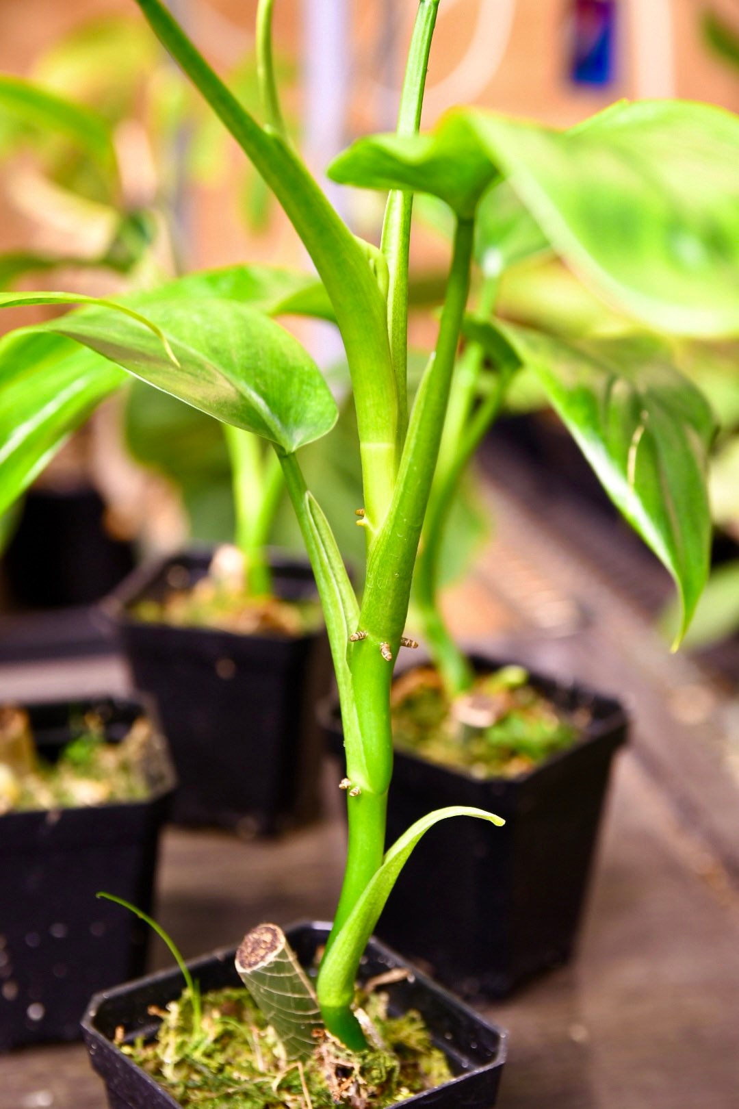 Philodendron Tripartitum