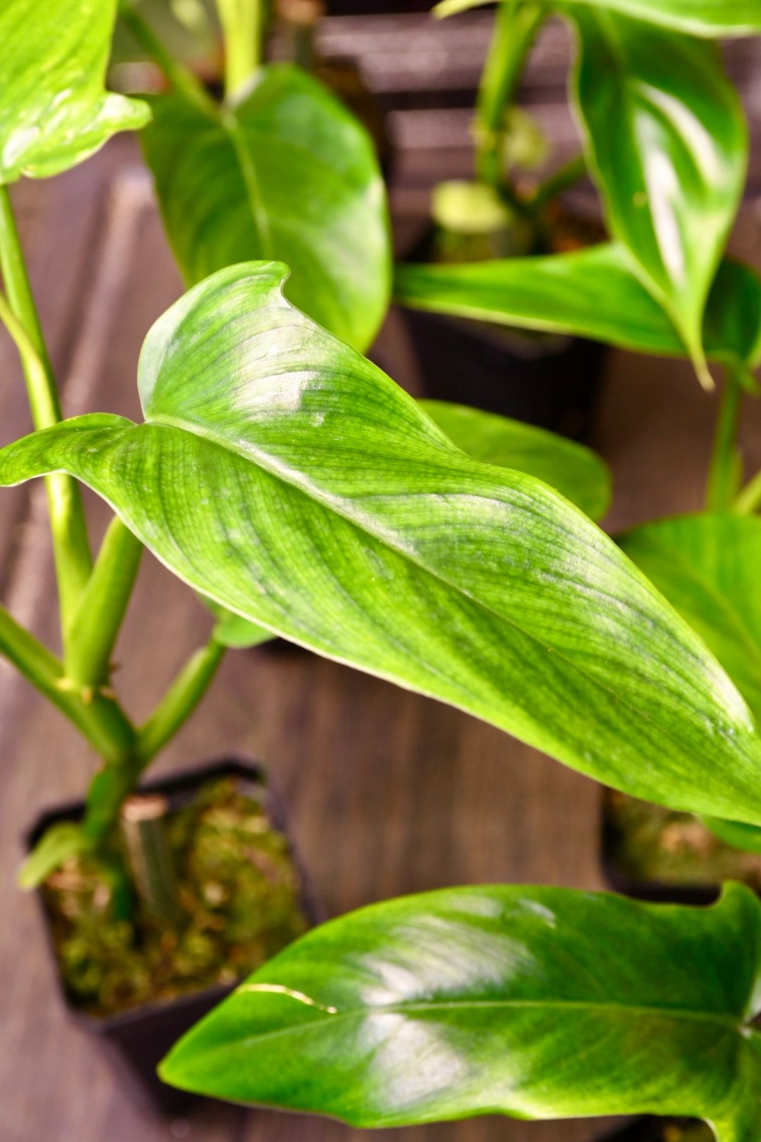 Philodendron Tripartitum