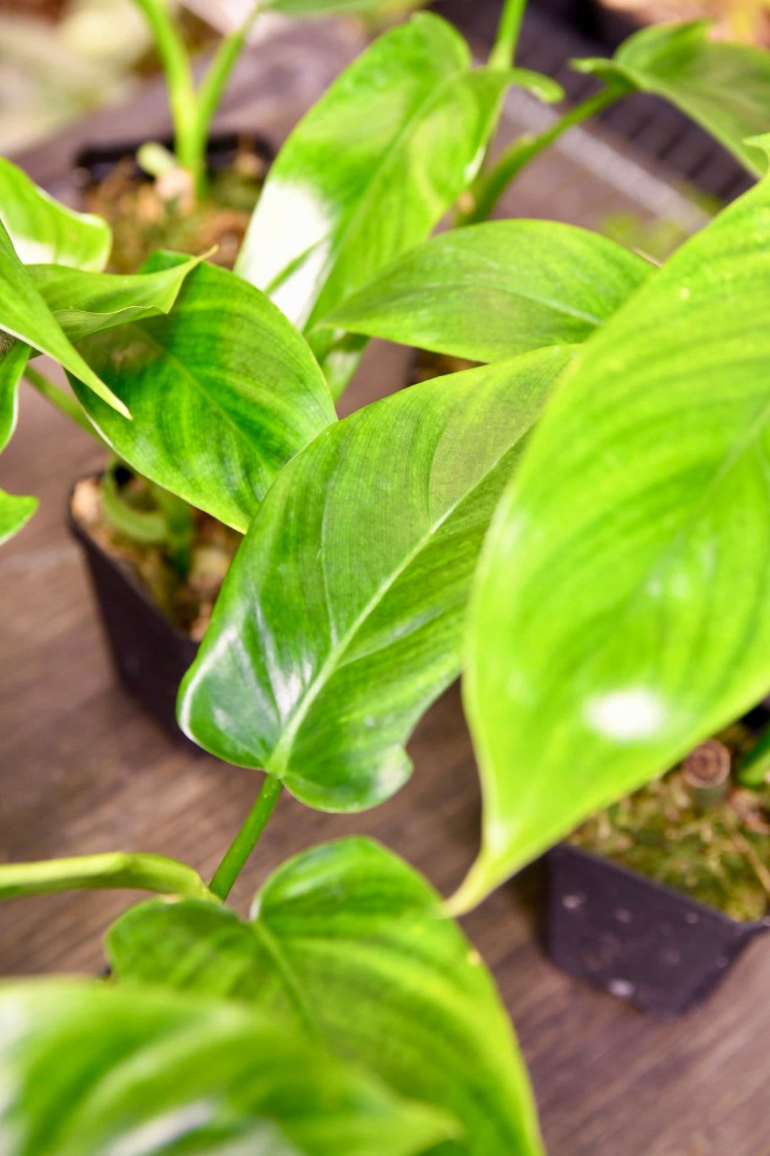 Philodendron Tripartitum