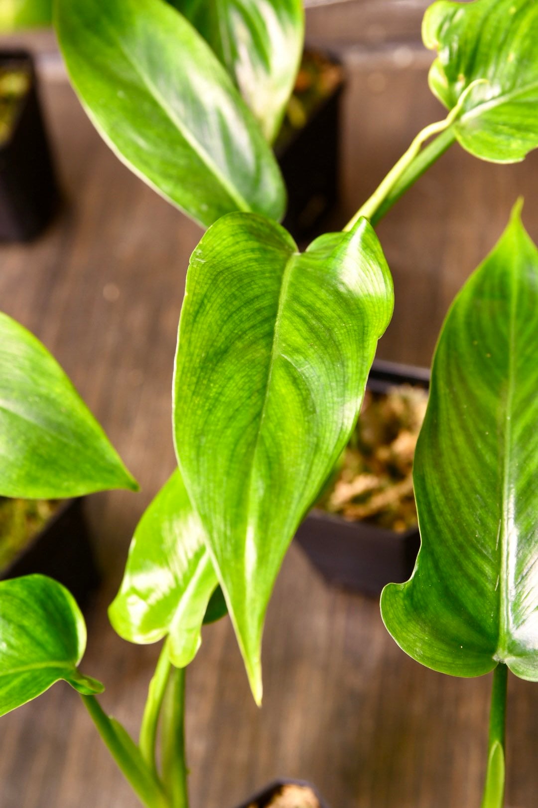 Philodendron Tripartitum
