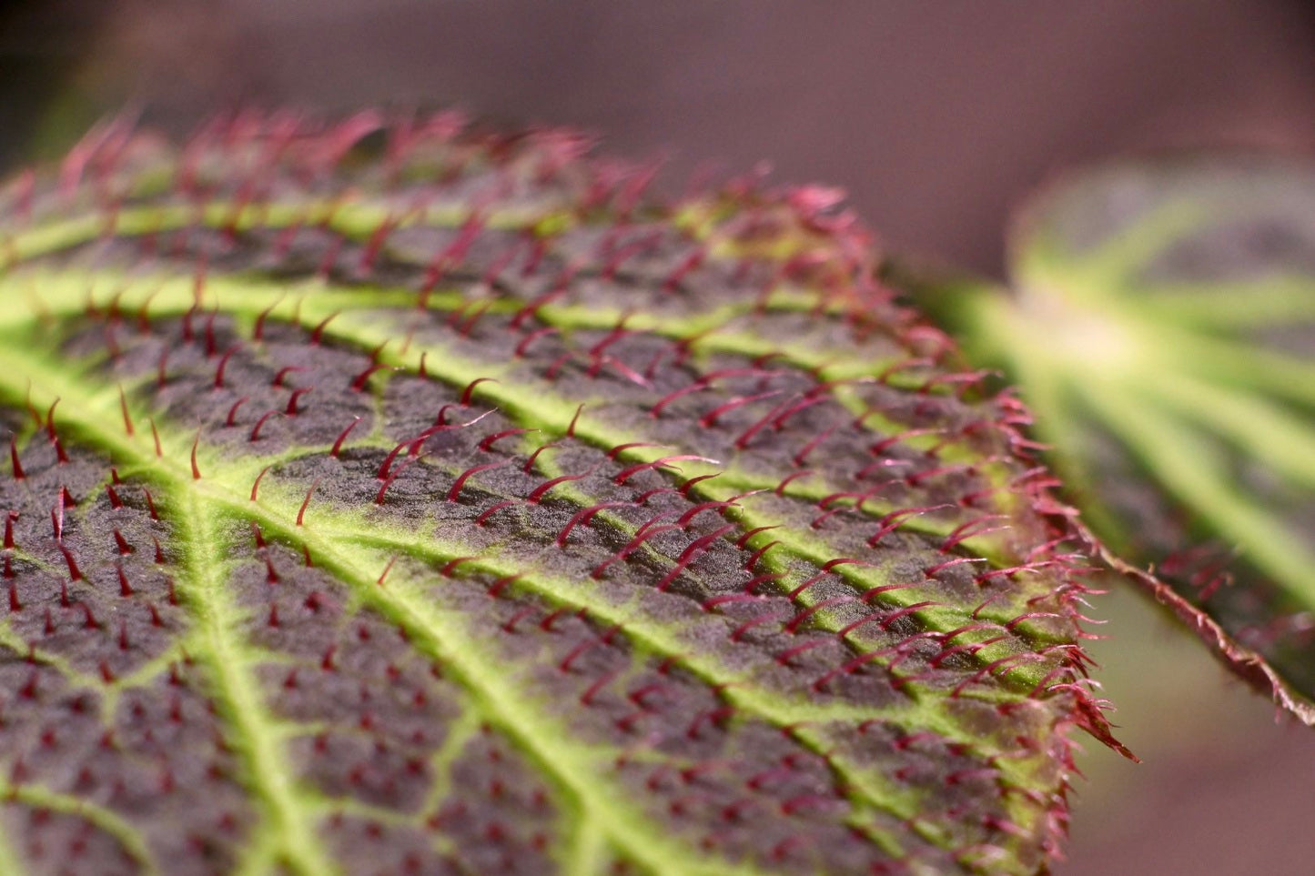 Begonia Chloroneura