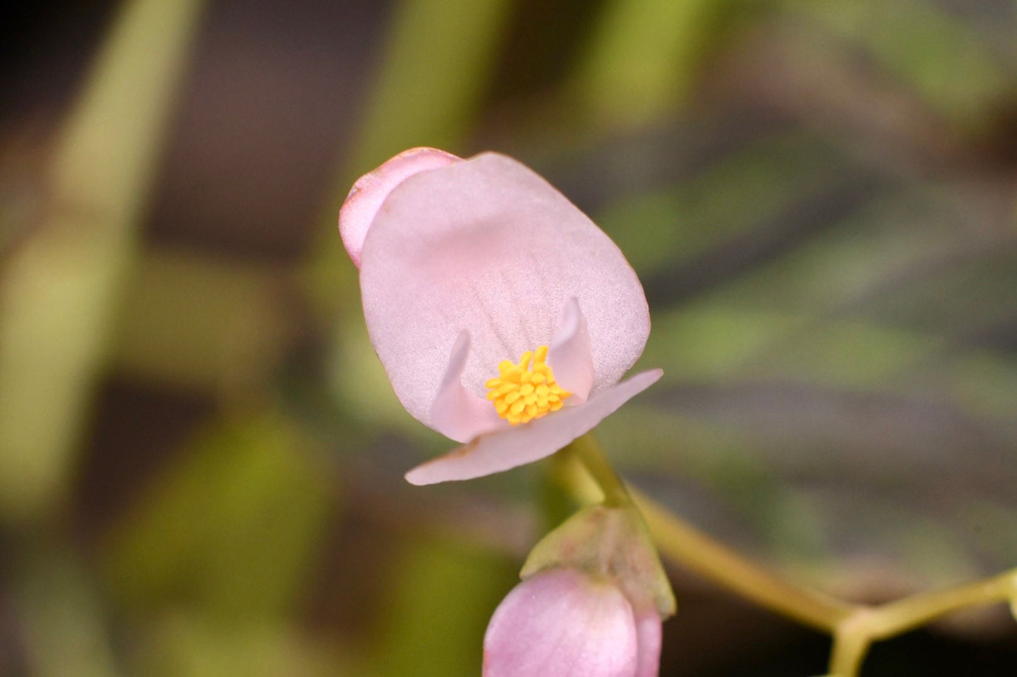 Begonia Chloroneura