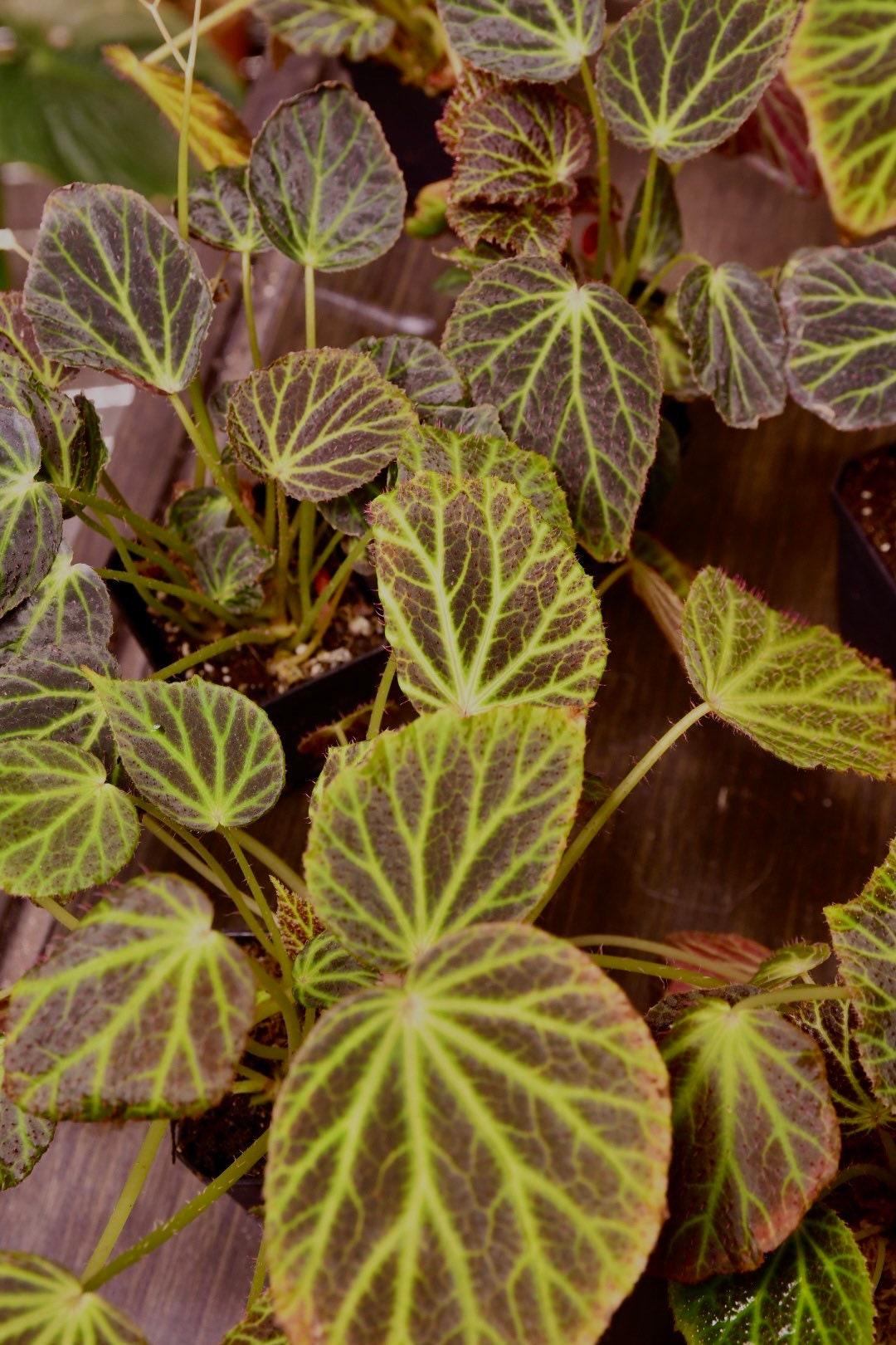 Begonia Chloroneura