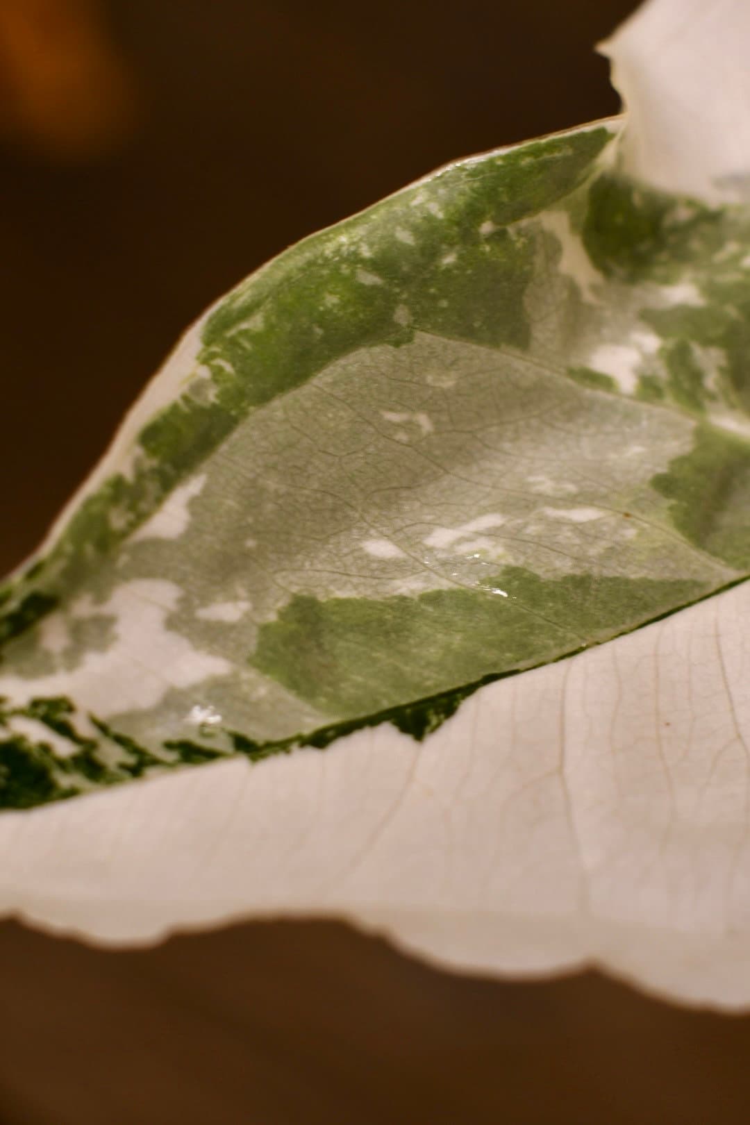Syngonium Albo