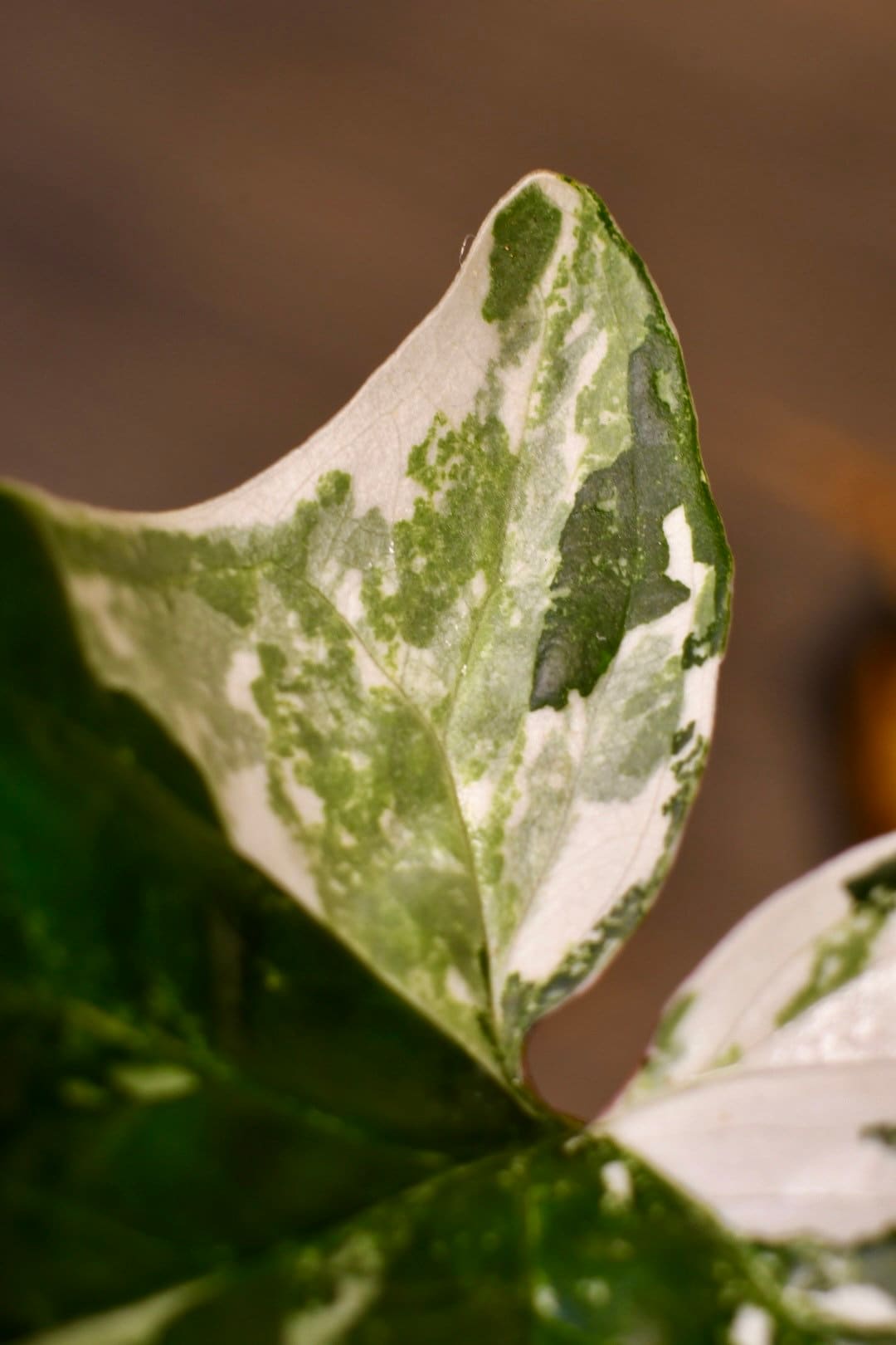 Syngonium Albo