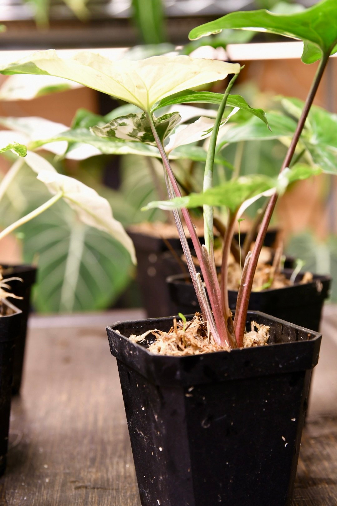 Syngonium Albo