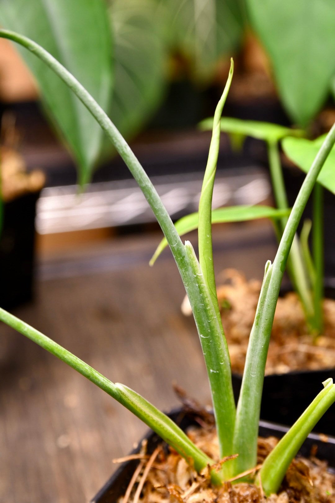 Syngonium Macrophyllum