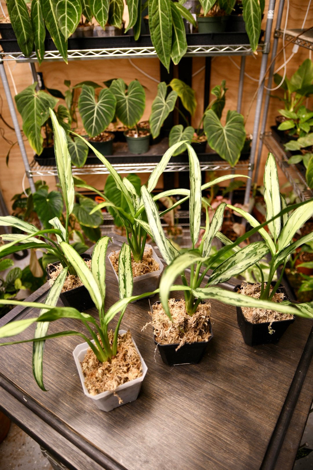 Aglaonema Cutlass Chinese Evergreen Narrow Leaf