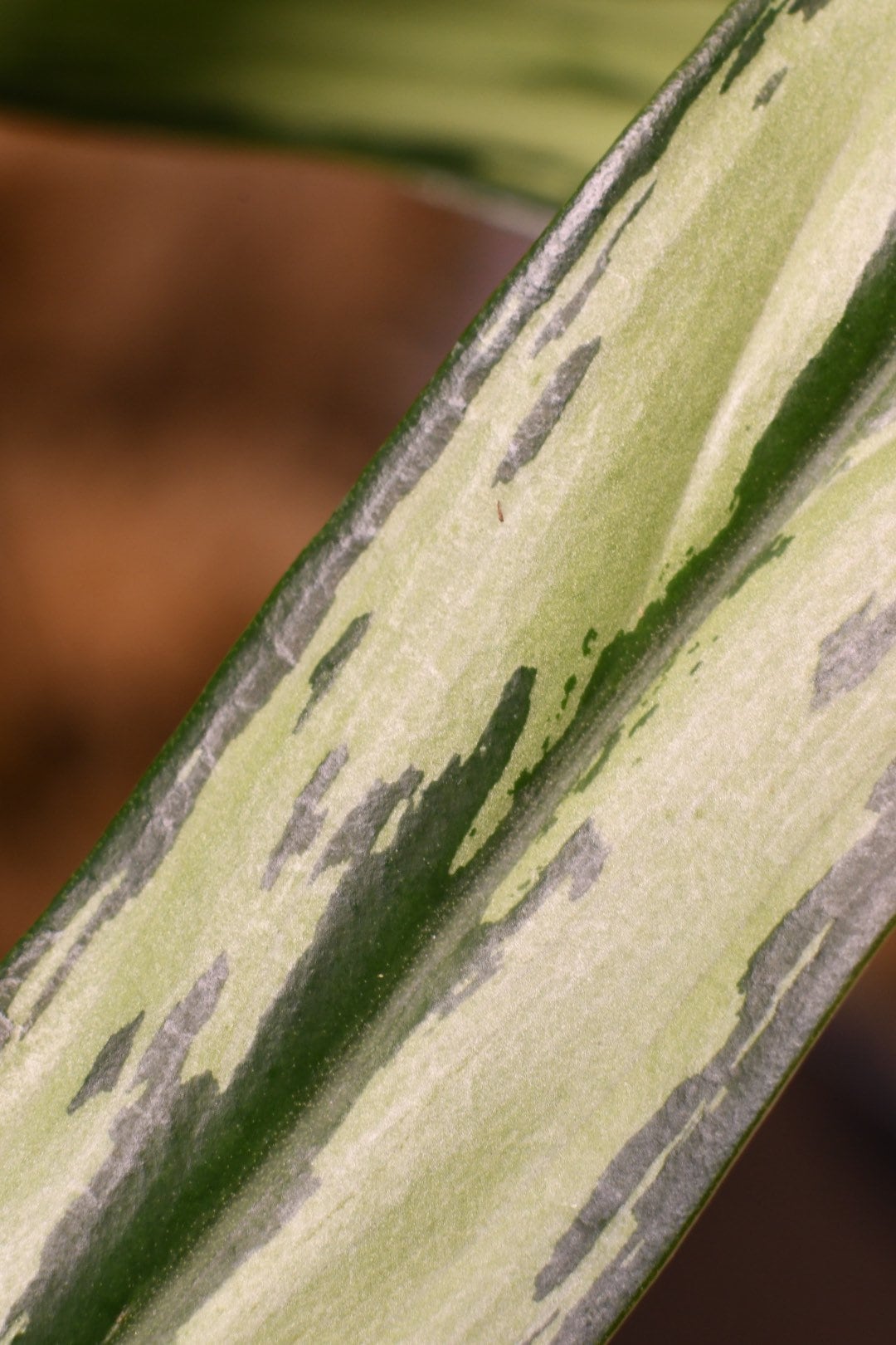 Aglaonema Cutlass Chinese Evergreen Narrow Leaf