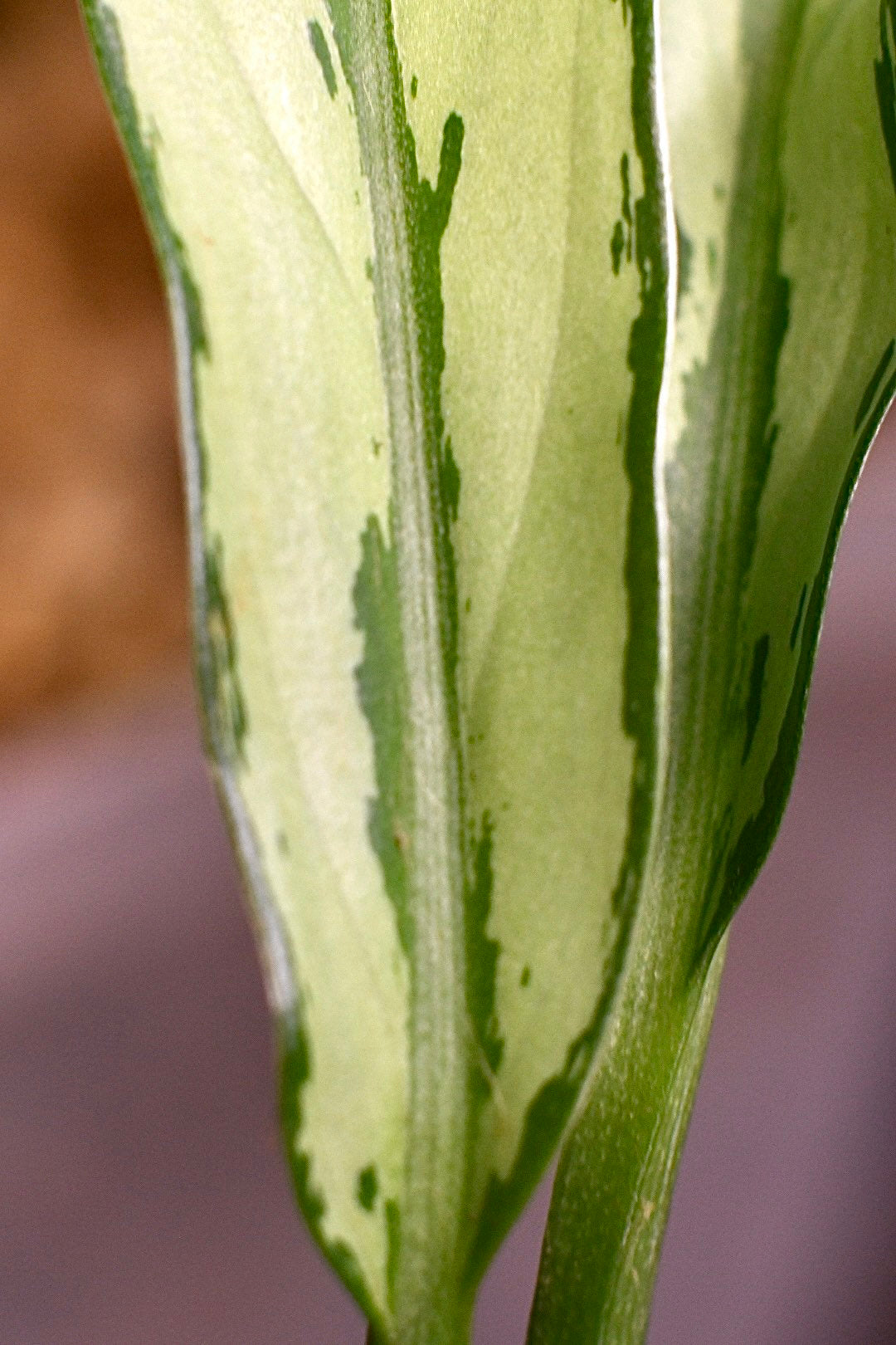 Aglaonema Cutlass Chinese Evergreen Narrow Leaf