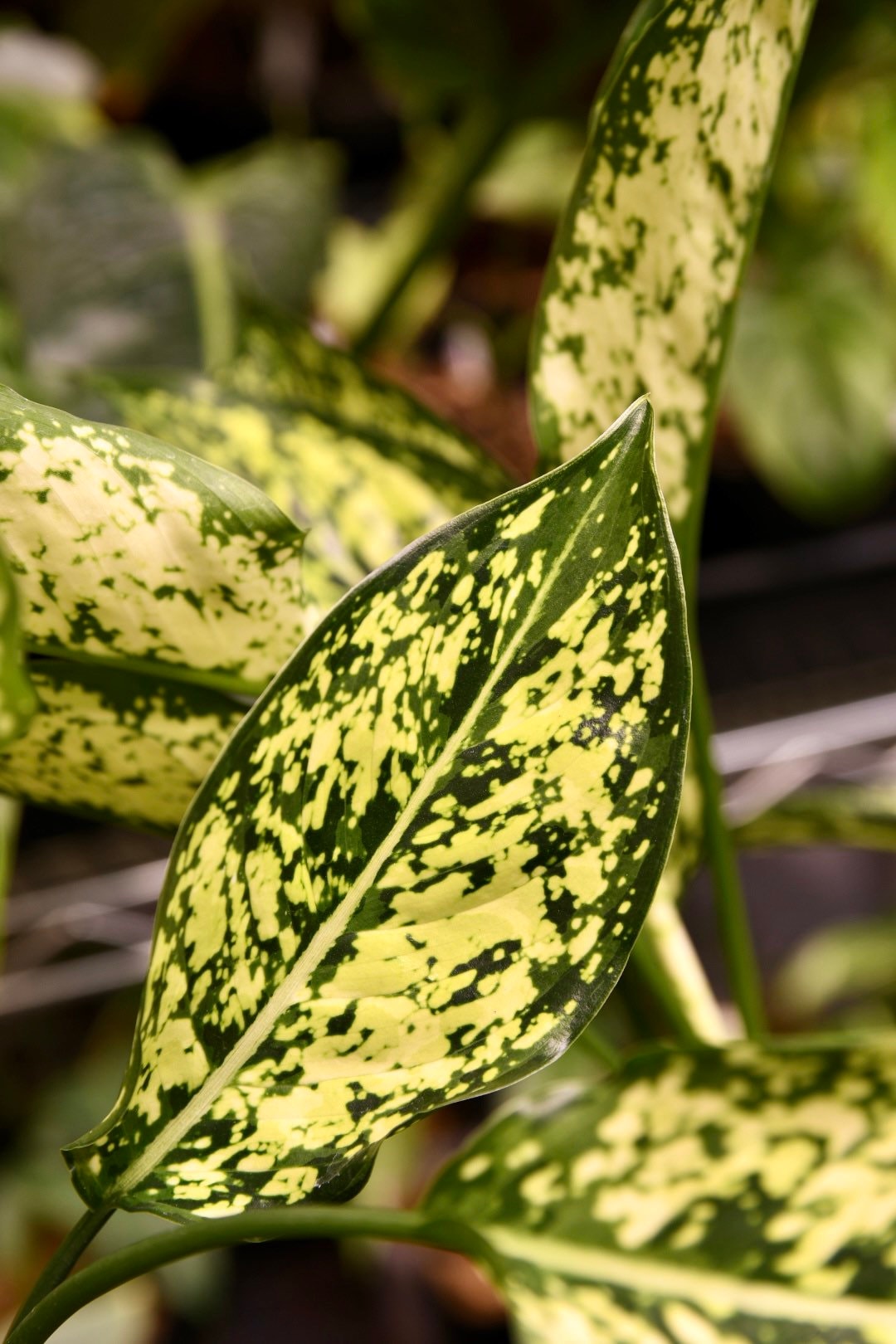 Aglaonema First Diamond Chinese Evergreen