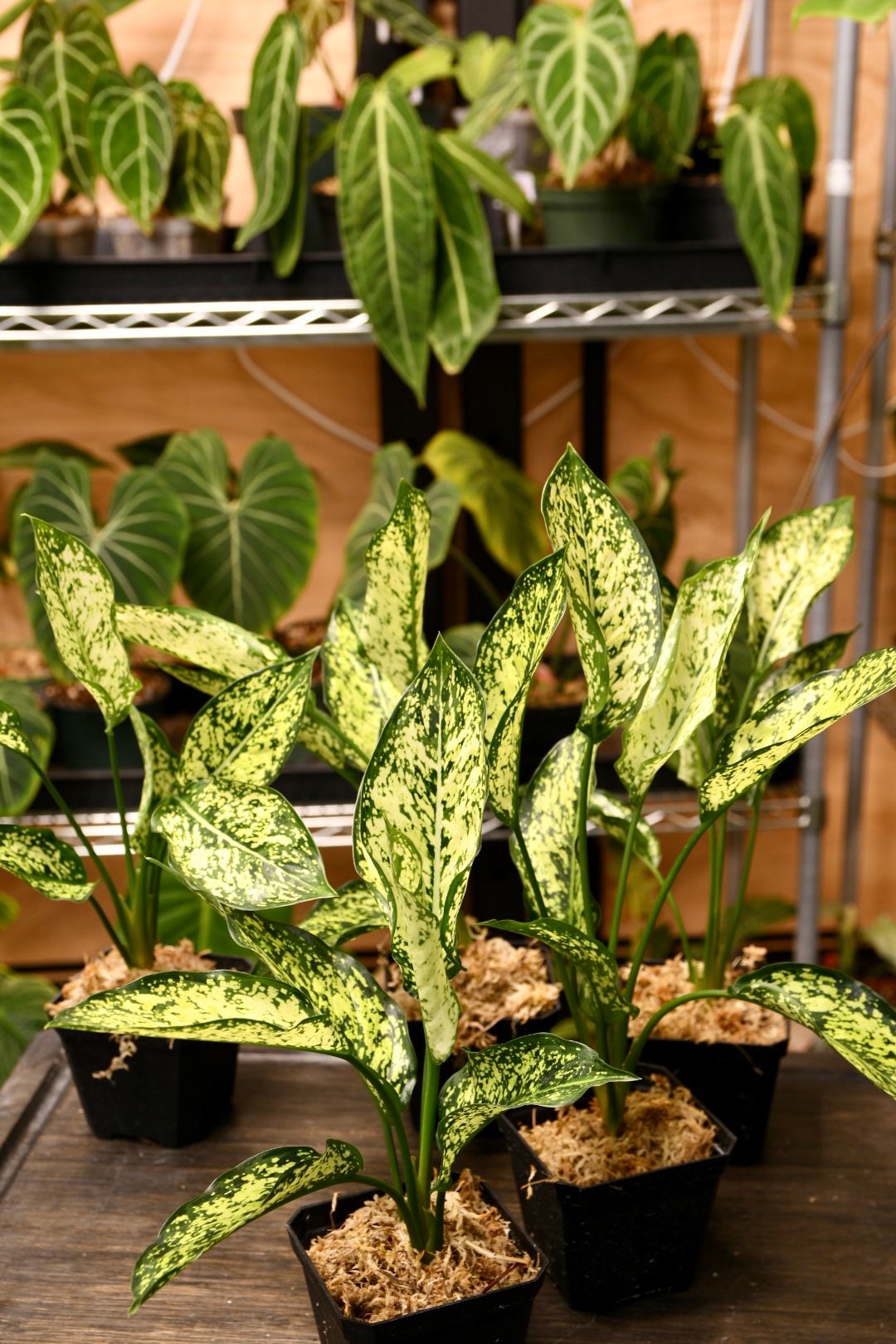 Aglaonema First Diamond Chinese Evergreen