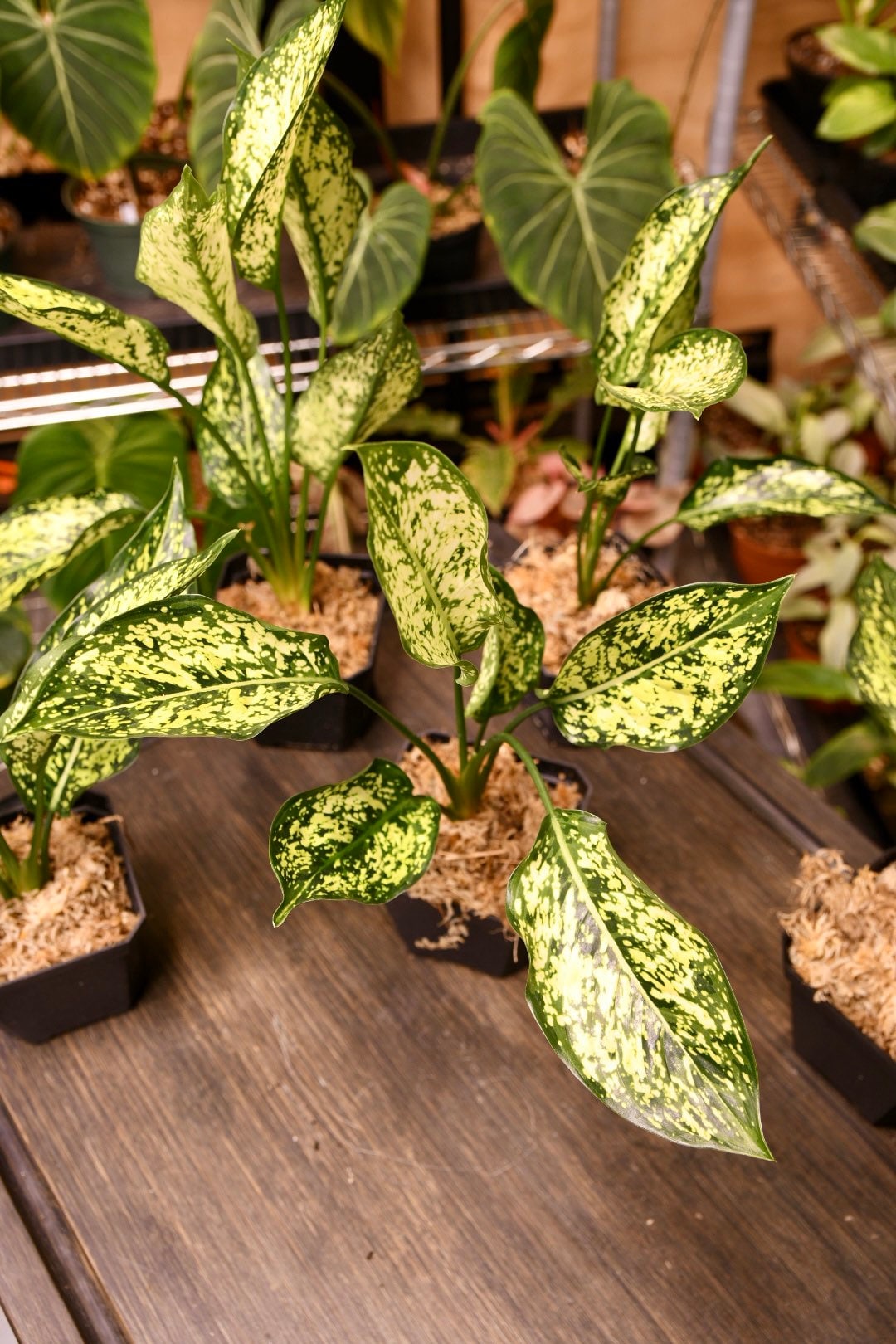 Aglaonema First Diamond Chinese Evergreen