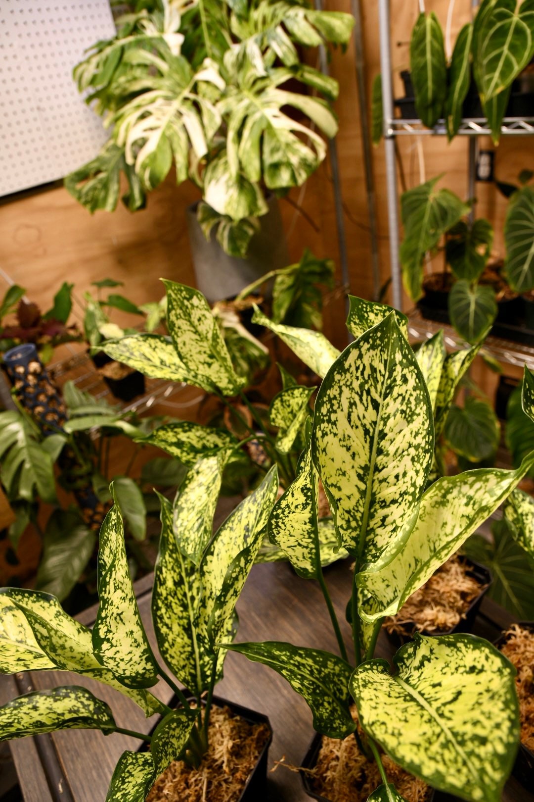 Aglaonema First Diamond Chinese Evergreen
