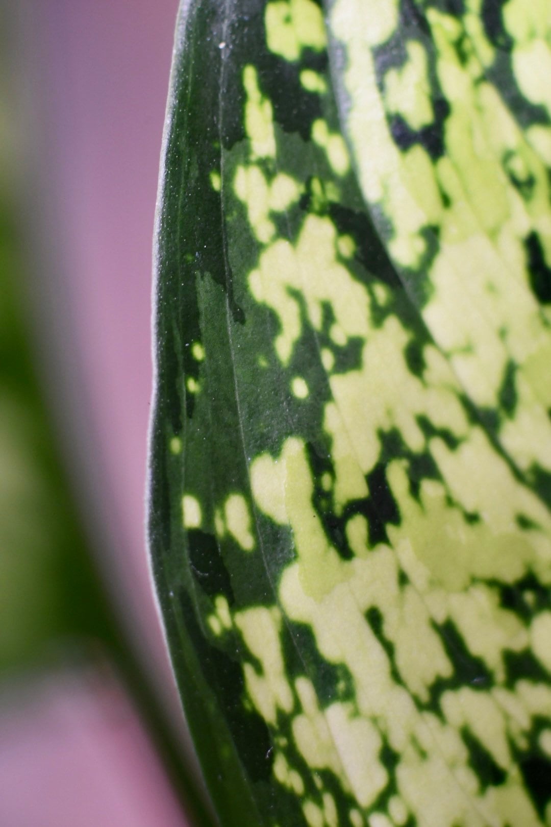 Aglaonema First Diamond Chinese Evergreen
