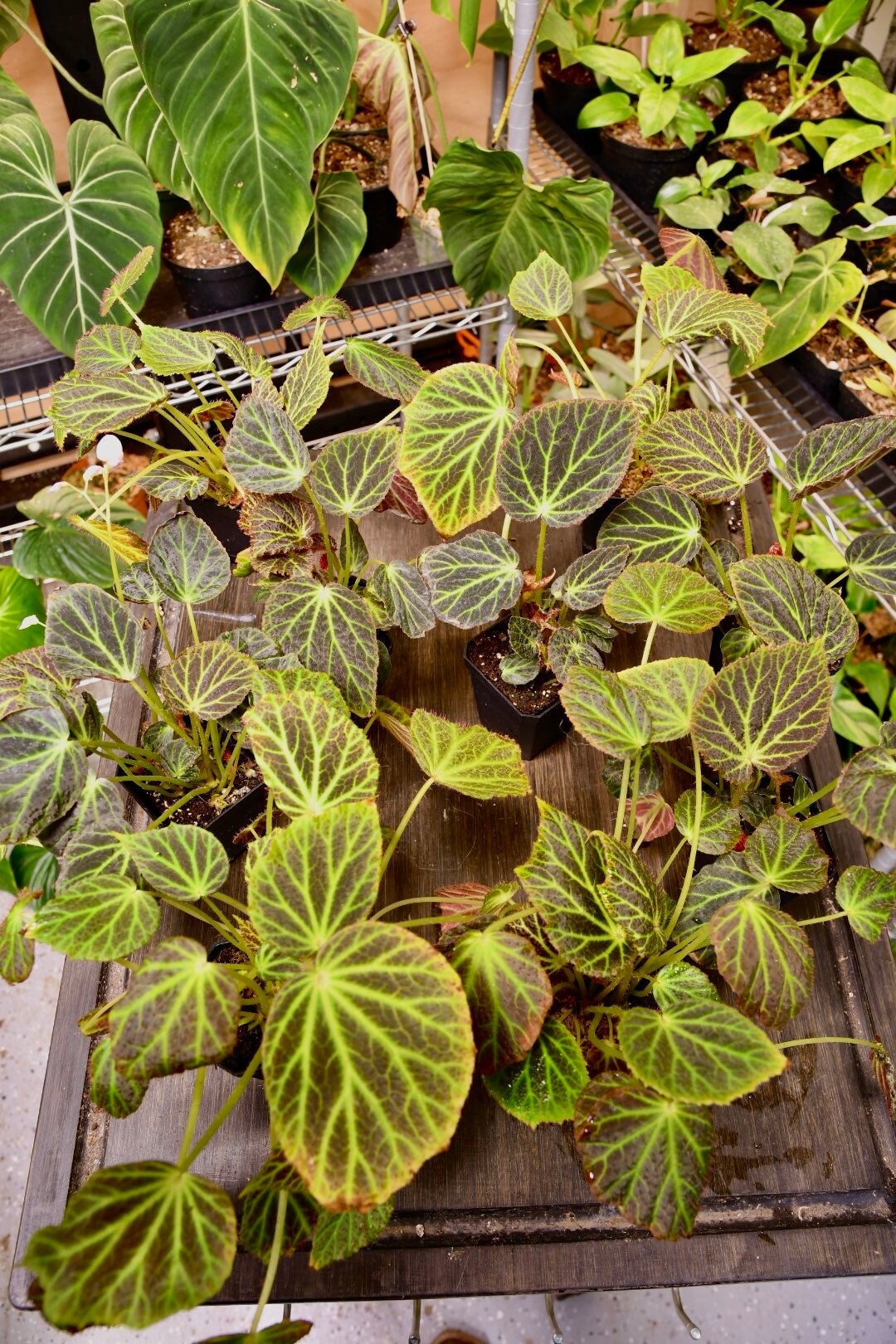 Begonia Chloroneura