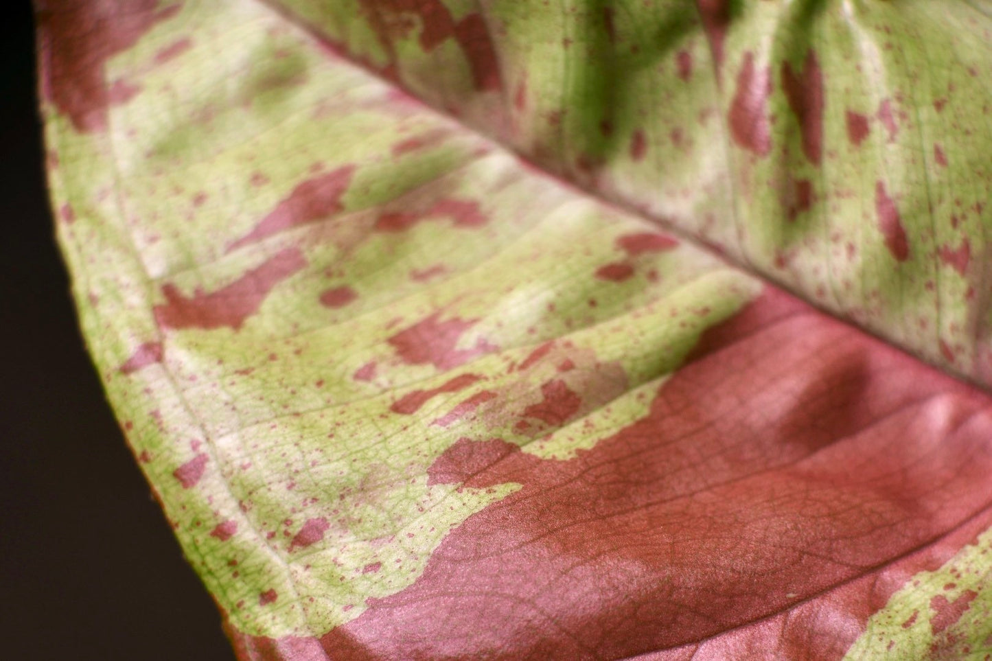 Syngonium Confetti