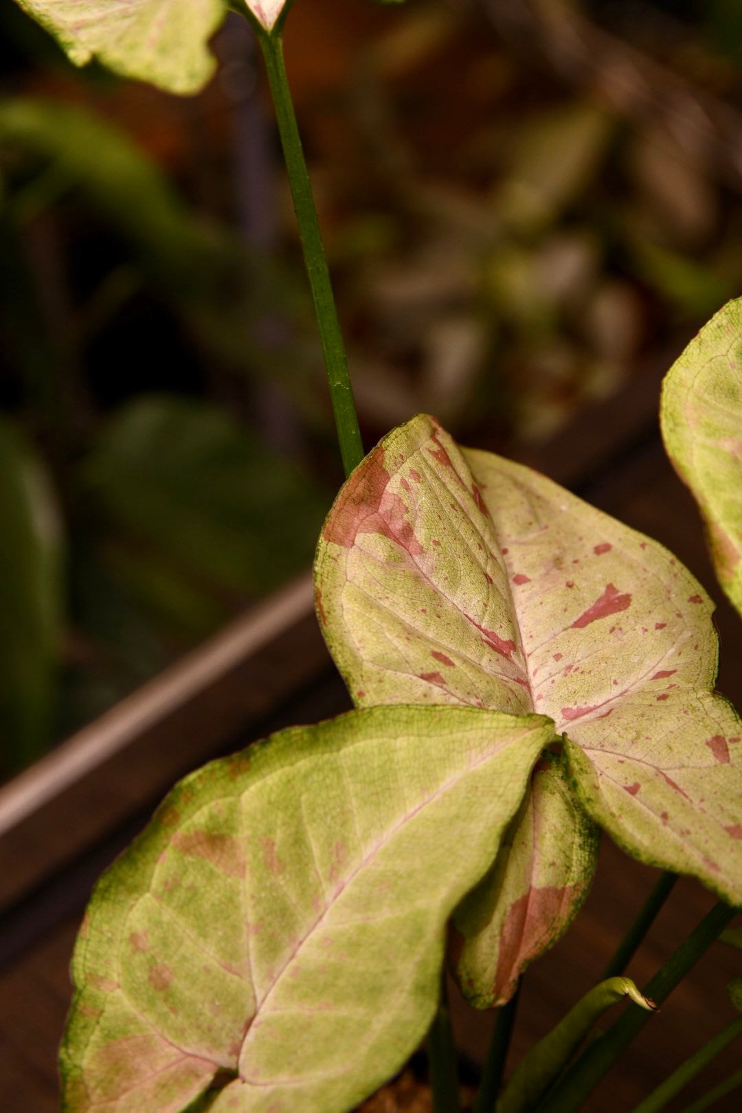 Syngonium Confetti