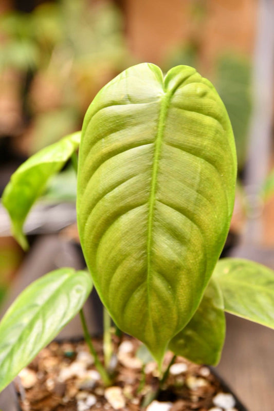 Philodendron Esmeraldense