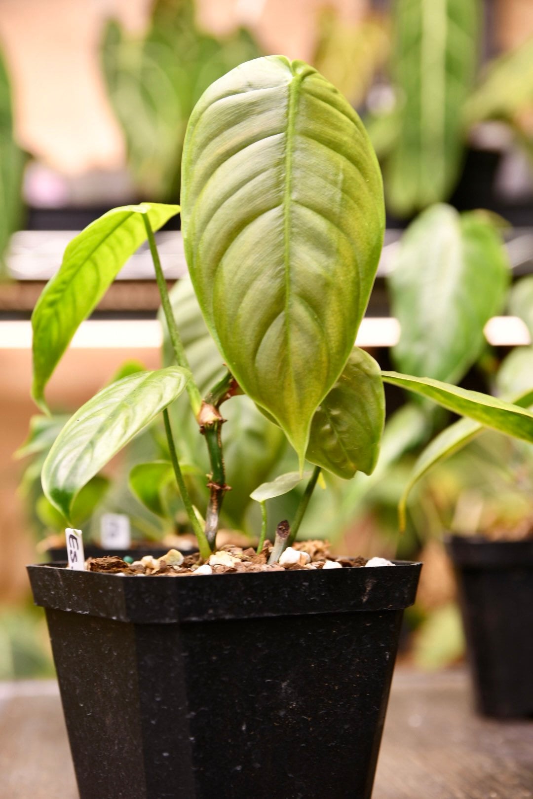 Philodendron Esmeraldense