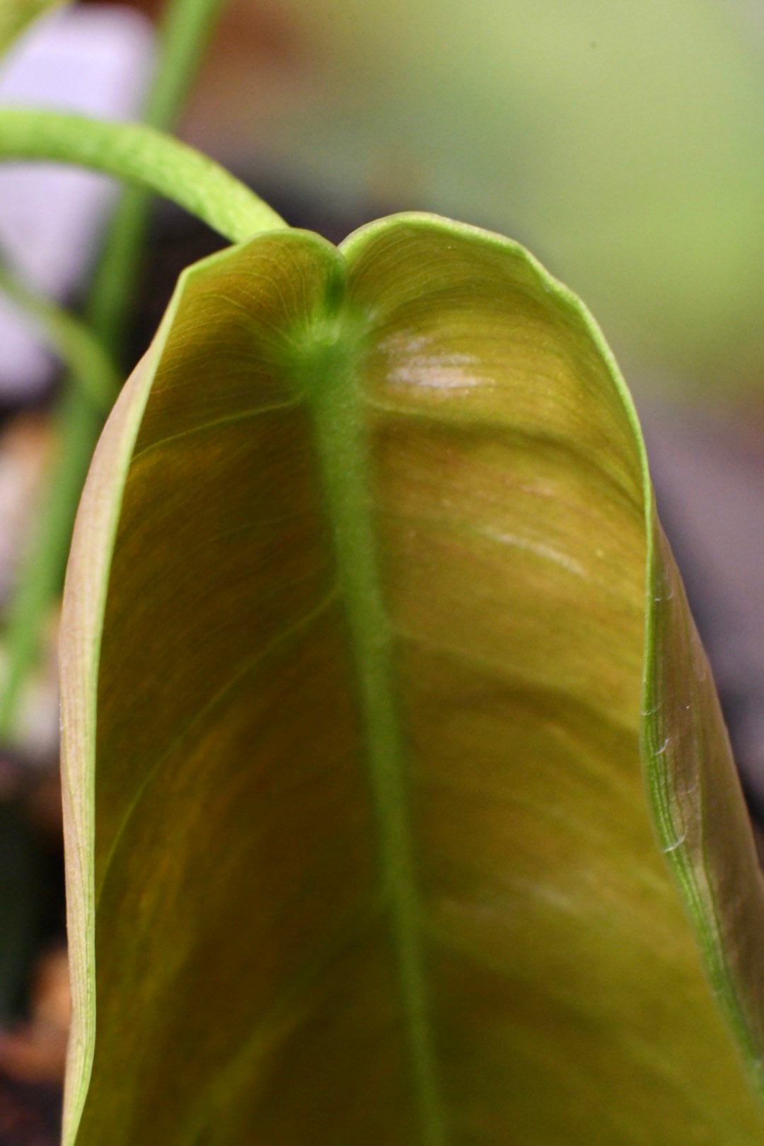 Philodendron Esmeraldense