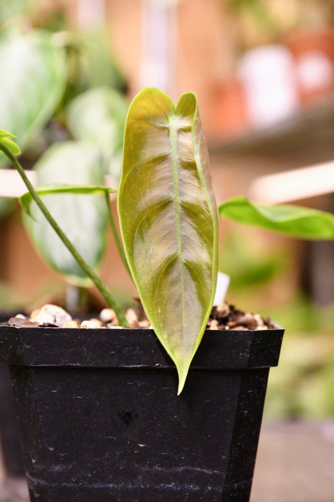 Philodendron Esmeraldense