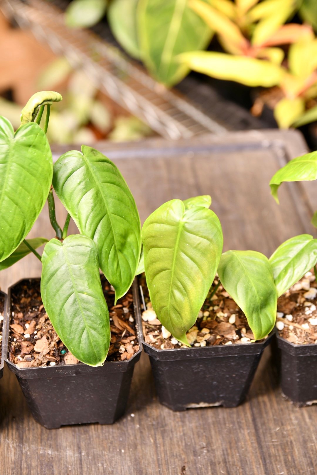 Philodendron Esmeraldense