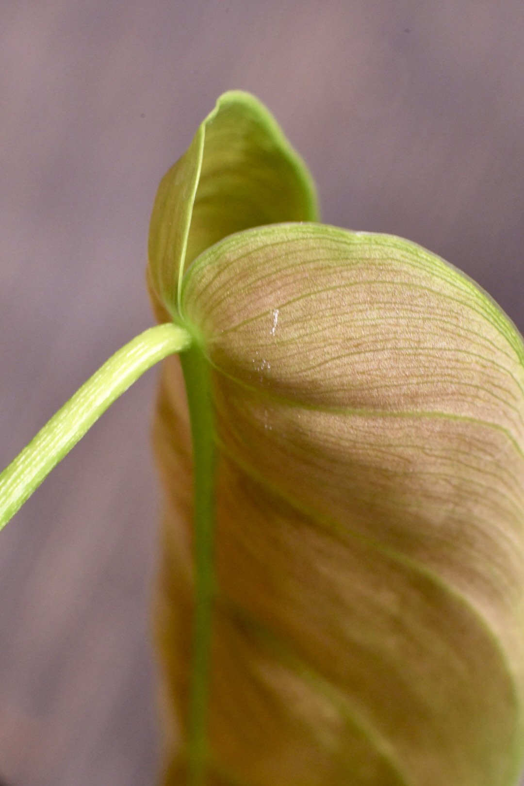 Philodendron Esmeraldense