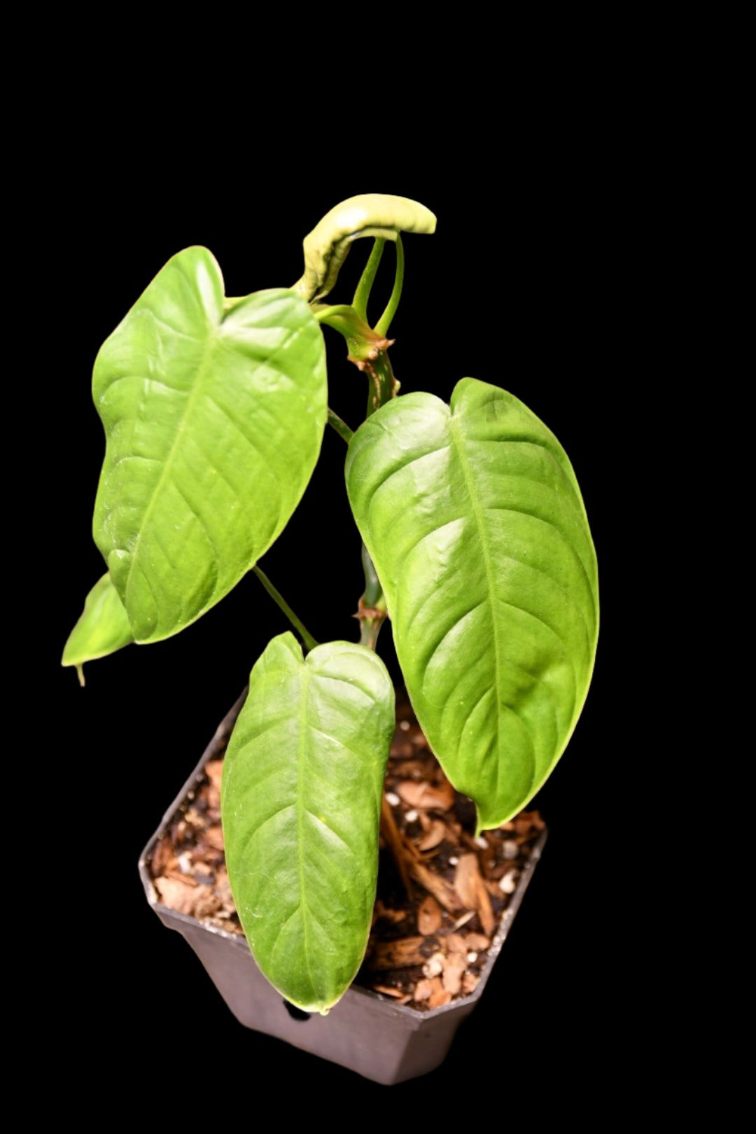 Philodendron Esmeraldense