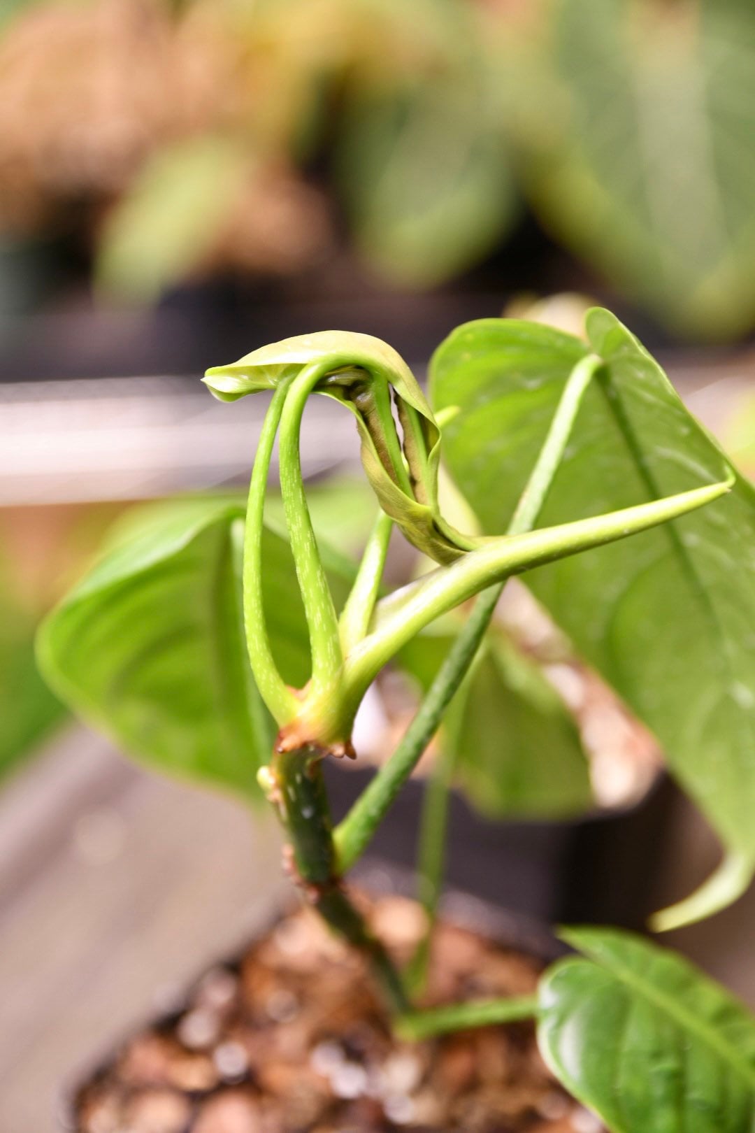 Philodendron Esmeraldense