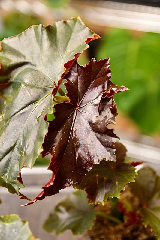 Begonia Flo Belle Moseley