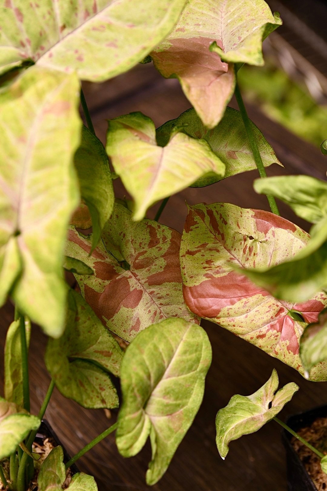 Syngonium Confetti