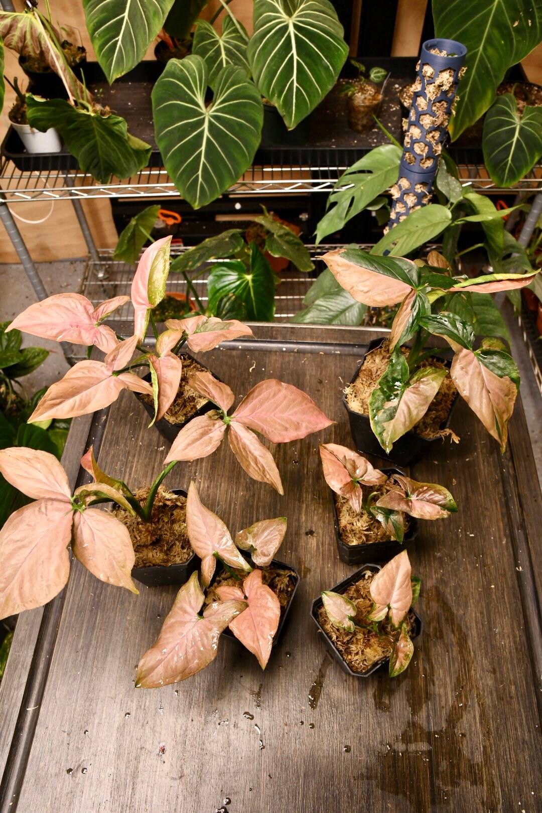 Syngonium Pink Splash