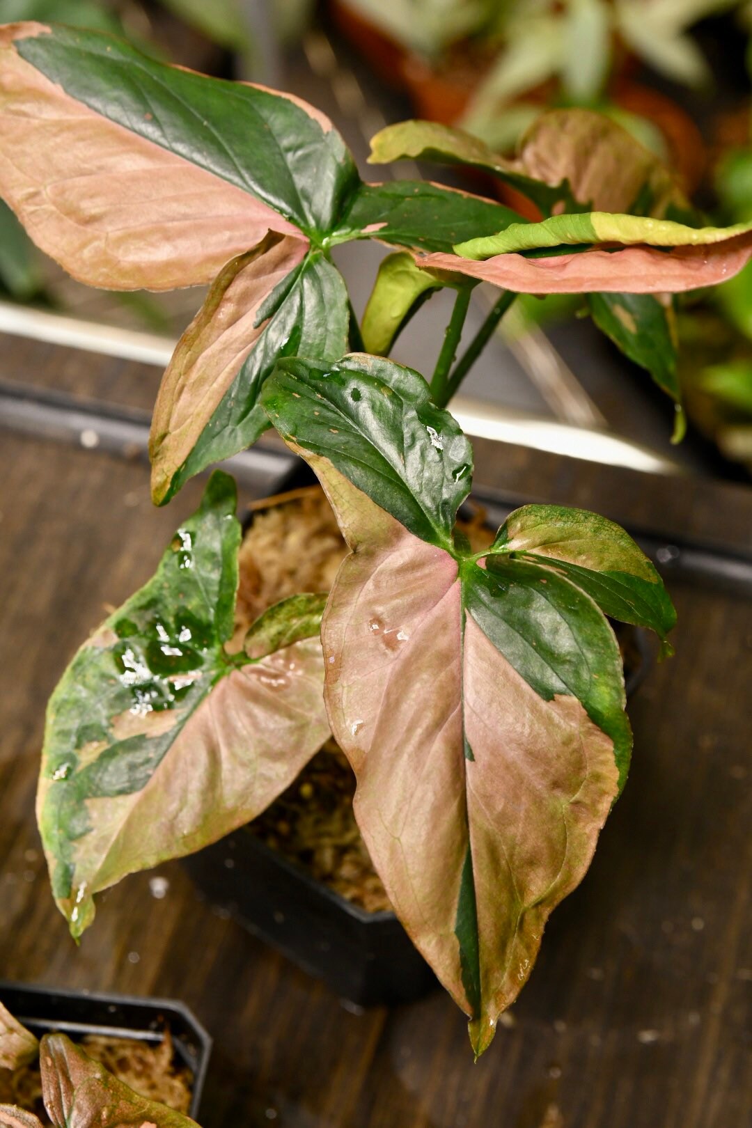 Syngonium Pink Splash