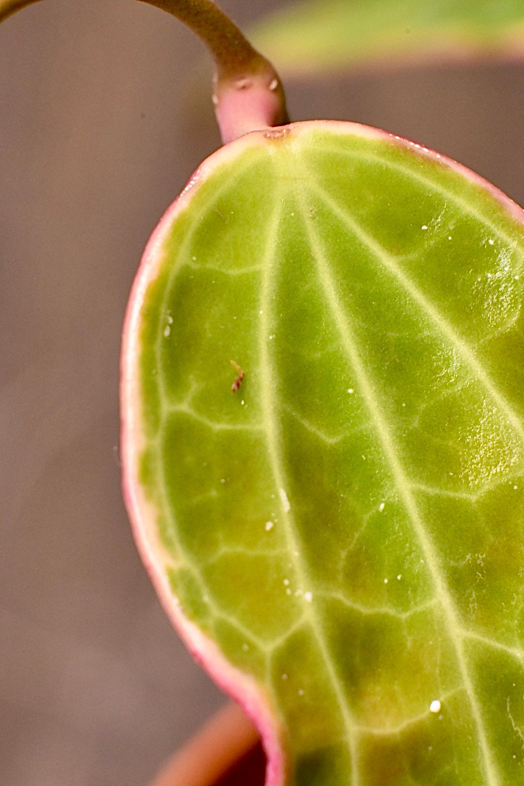 Hoya Macrophylla