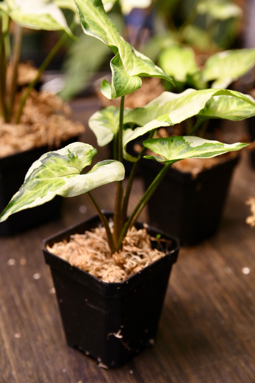 Syngonium Three Kings