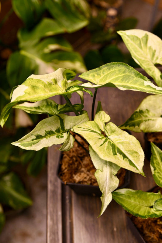 Syngonium Three Kings