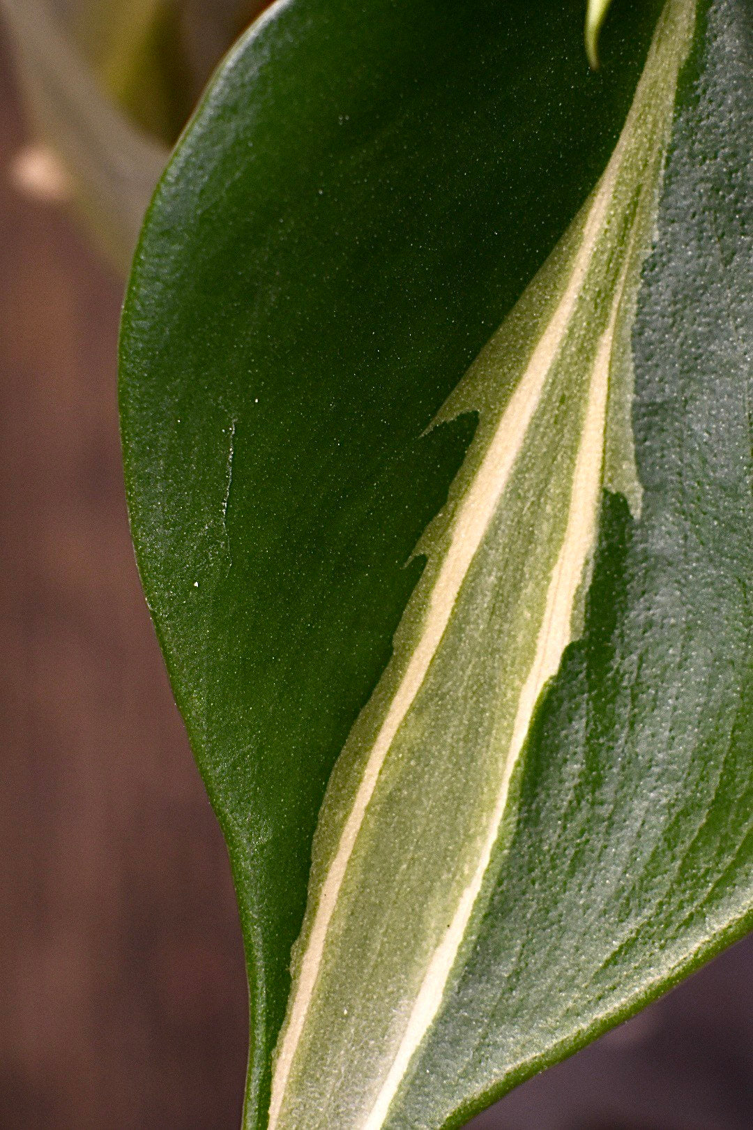 Philodendron Rio