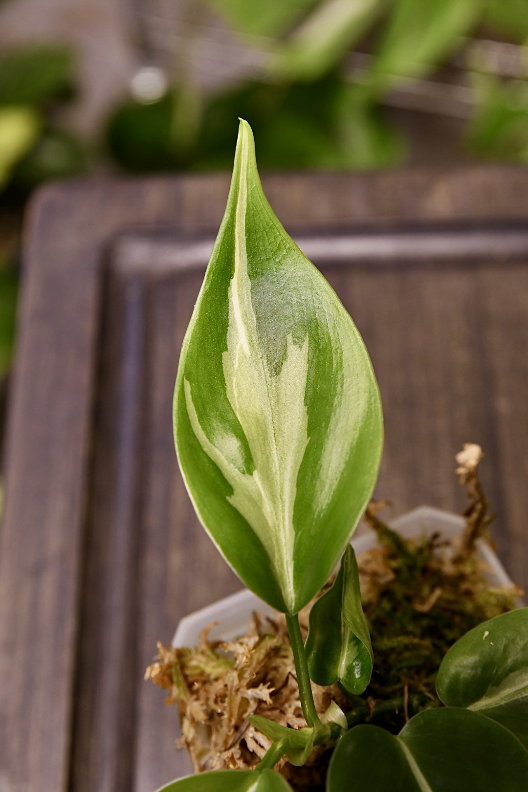 Philodendron Rio