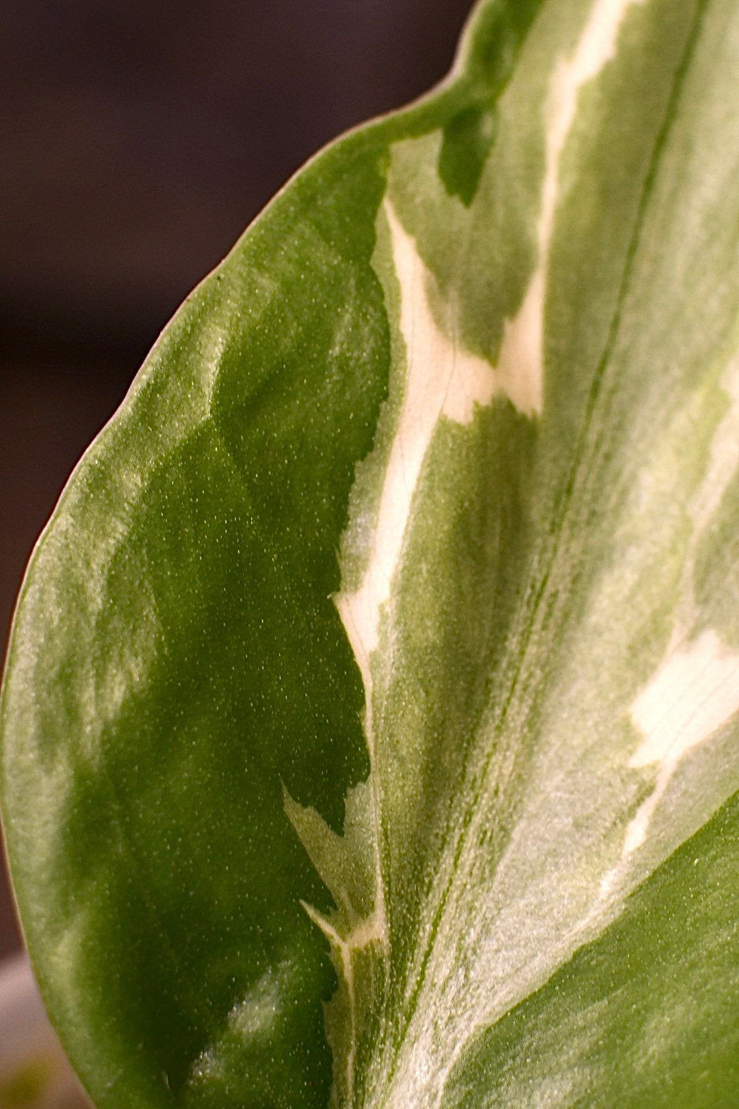 Philodendron Rio
