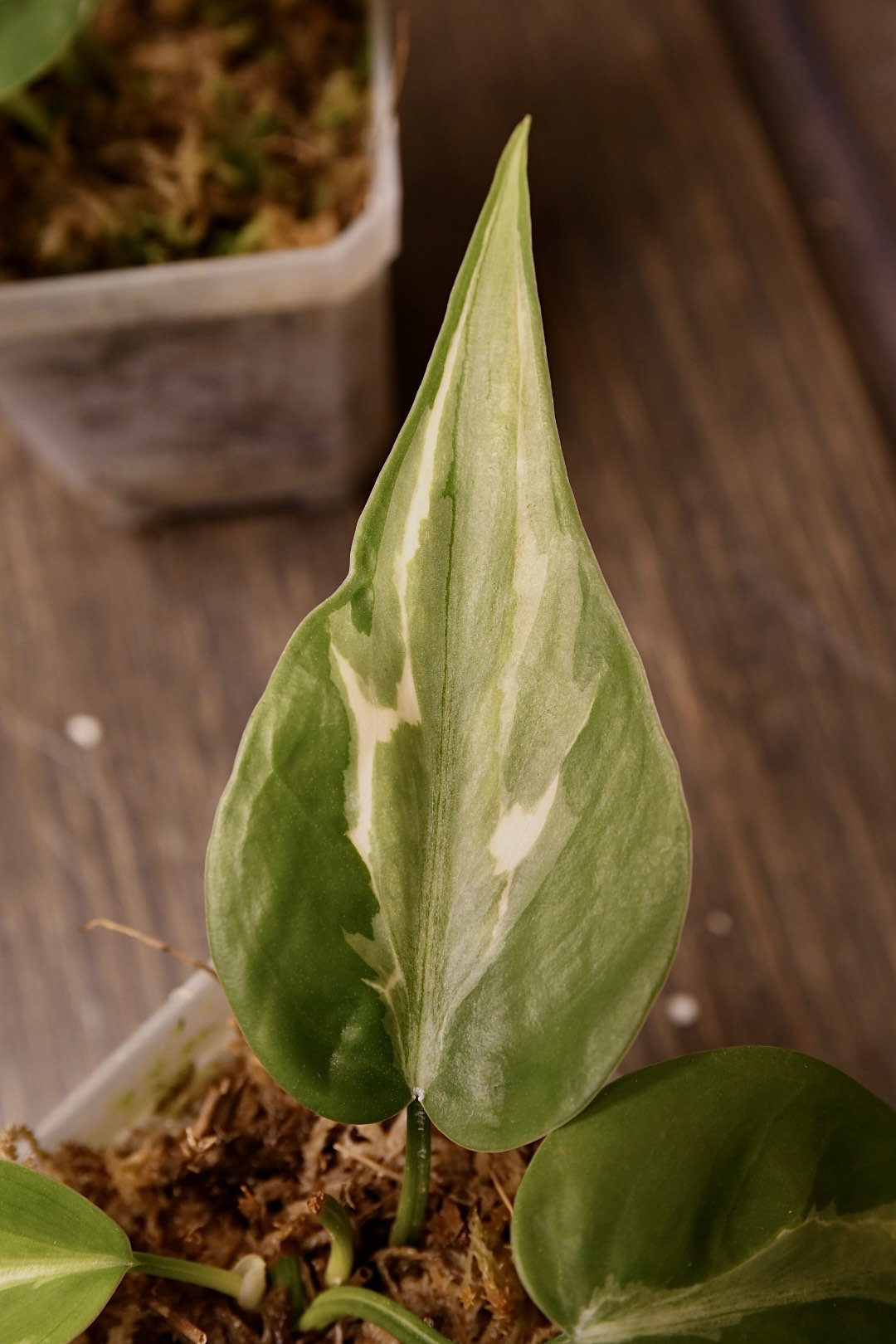 Philodendron Rio
