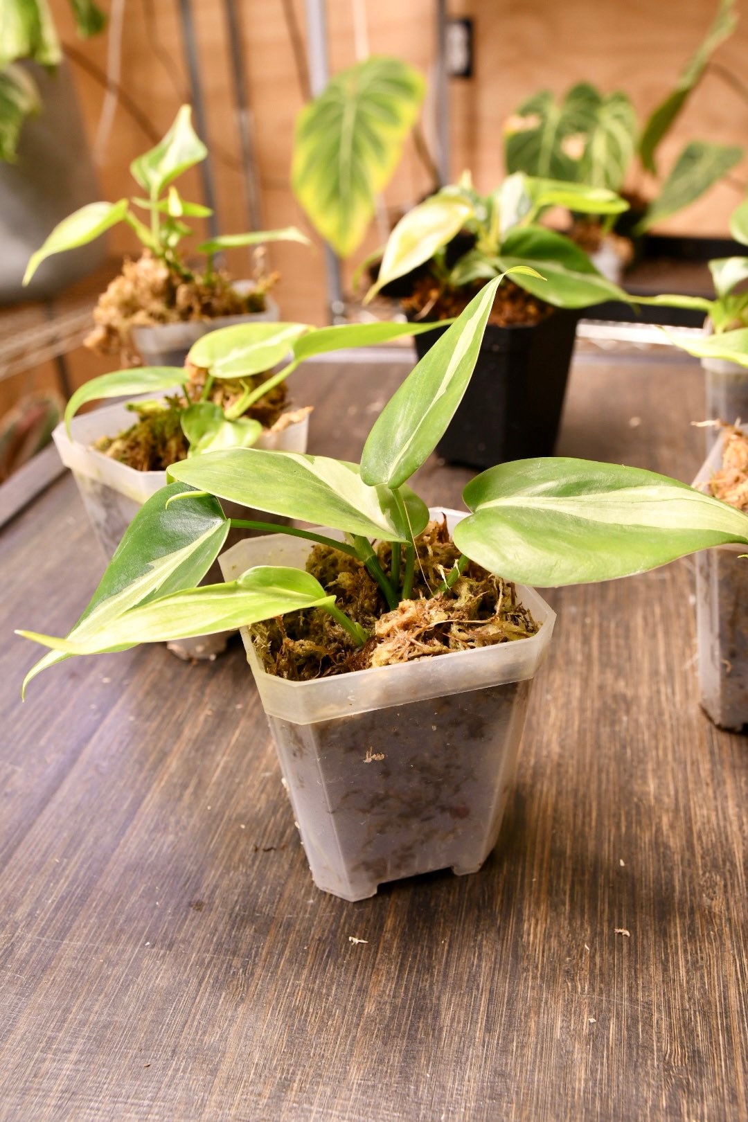 Philodendron Rio
