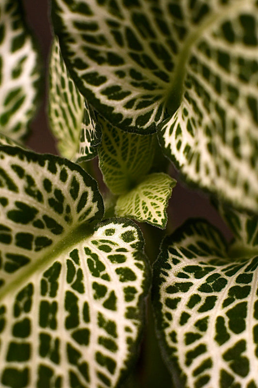 Fittonia Albivenis Nerve Plant