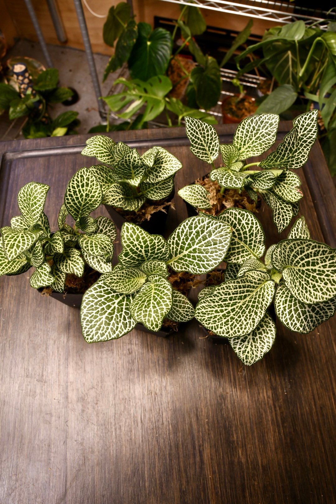 Fittonia Albivenis Nerve Plant