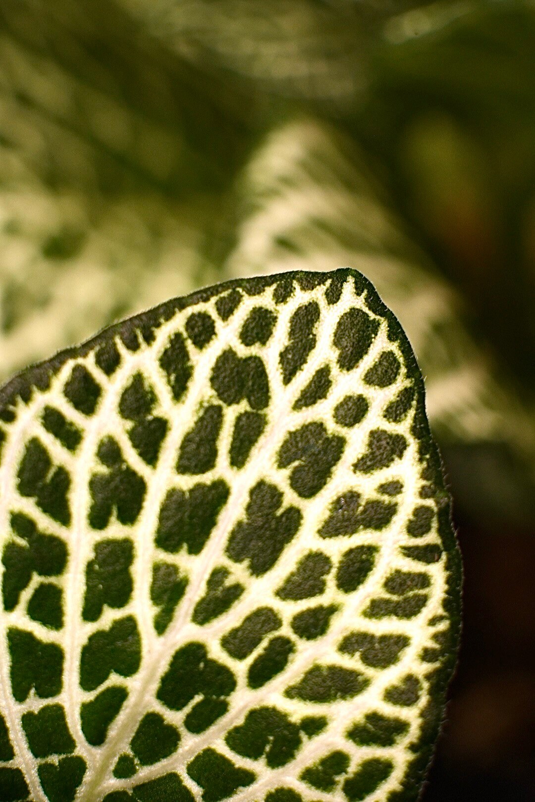 Fittonia Albivenis Nerve Plant