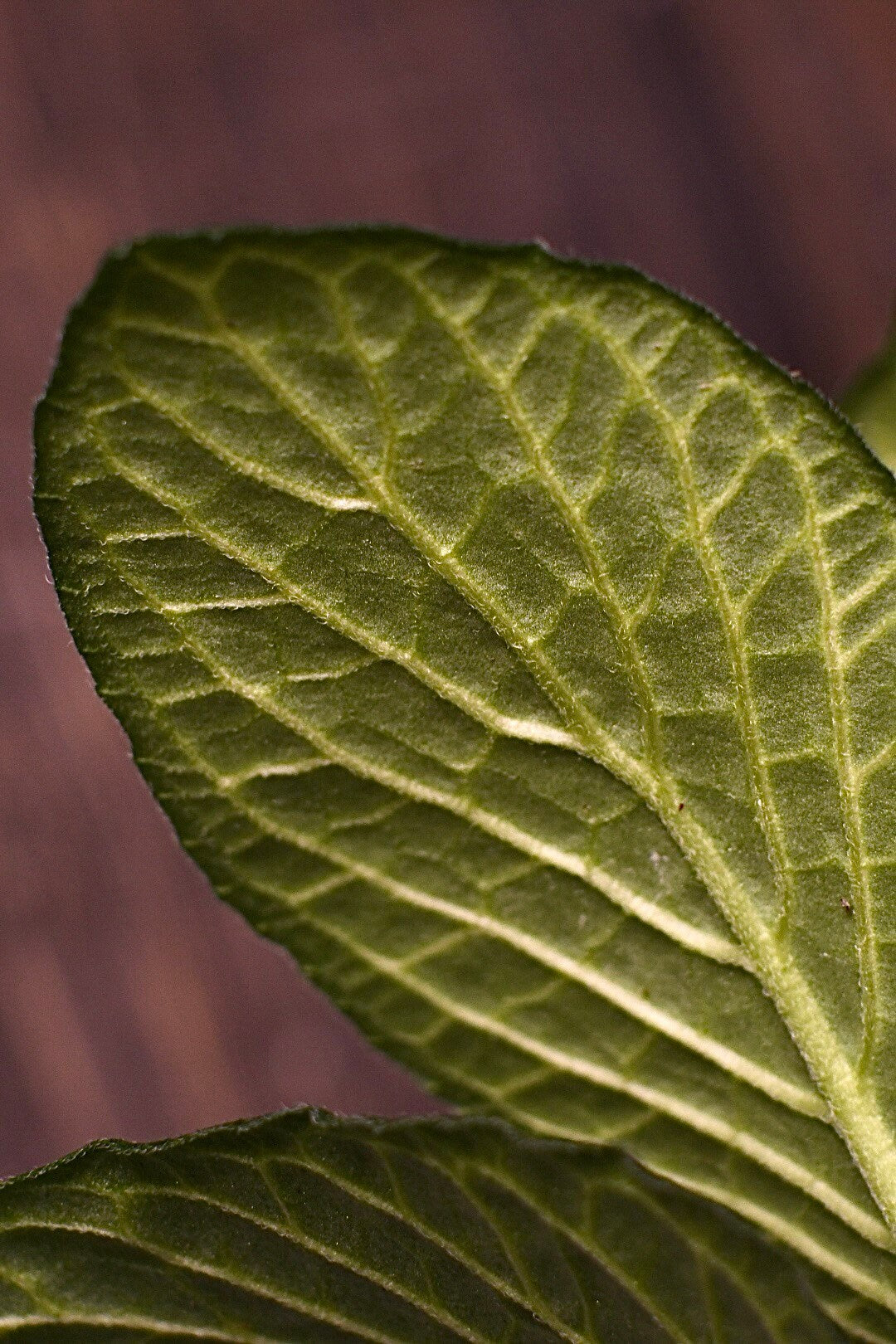 Fittonia Albivenis Nerve Plant