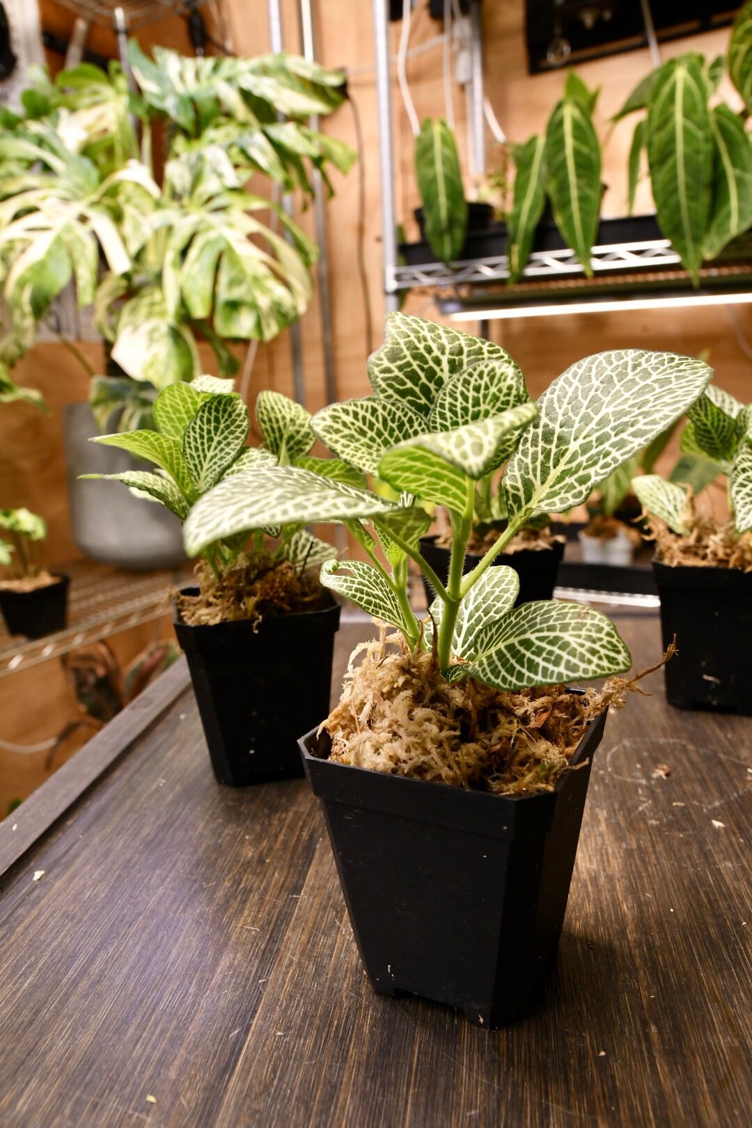 Fittonia Albivenis Nerve Plant