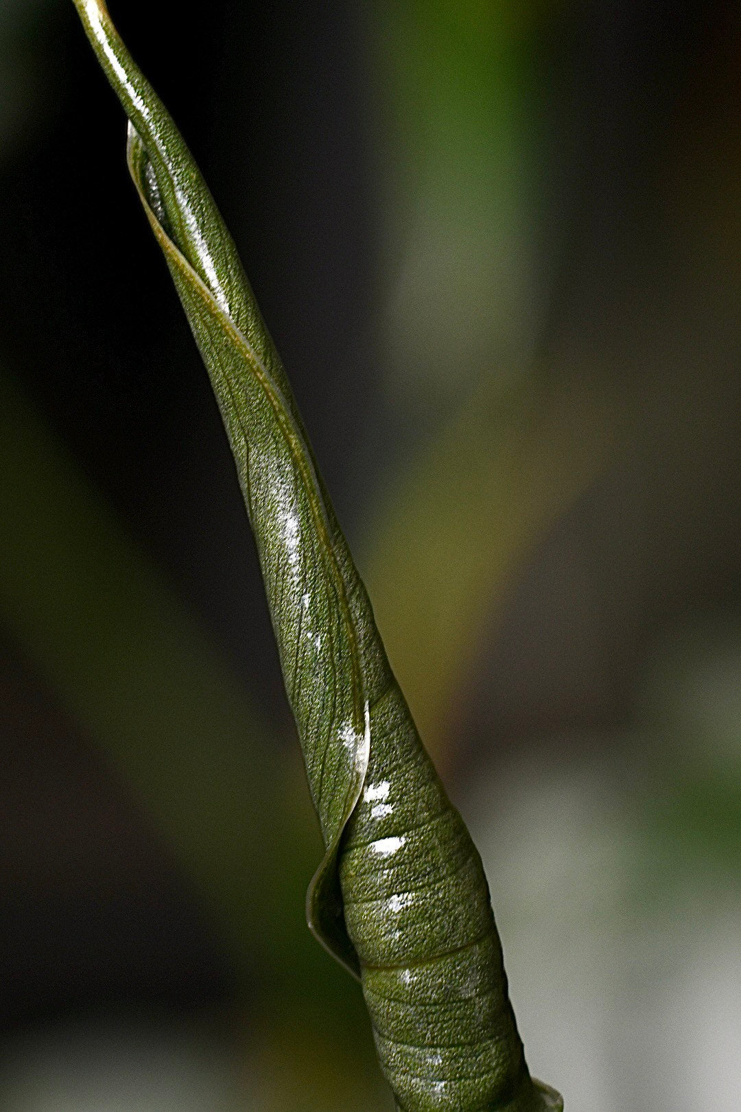 Philodendron Brandtianum