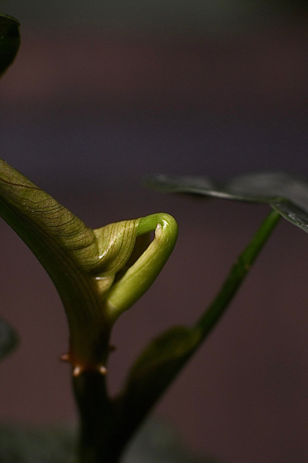 Philodendron Brandtianum